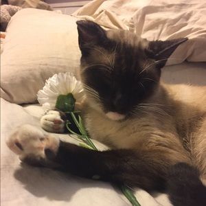 Meet your Posher, Irene